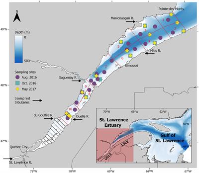 Transport inventories and exchanges of organic matter throughout the St. Lawrence Estuary continuum (Canada)